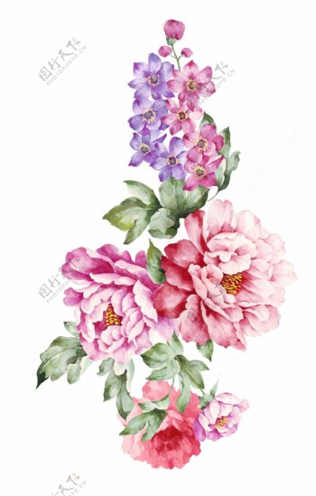 手绘牡丹花朵图片