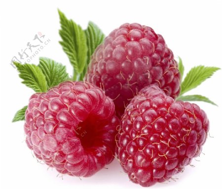 野草莓素材图片