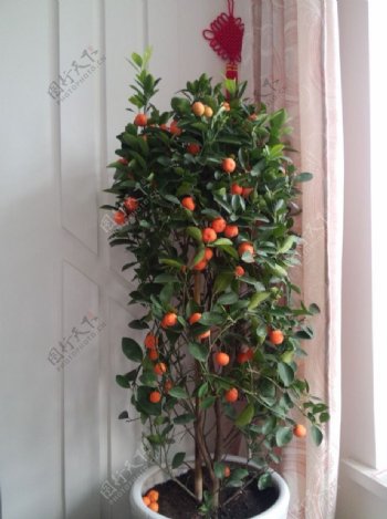 室内植物盆栽橘子树图片