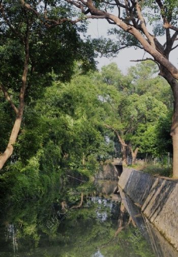 中山小河涌绿树成荫的美景2图片
