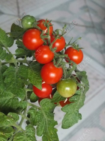 菜园子栽种的西红柿图片