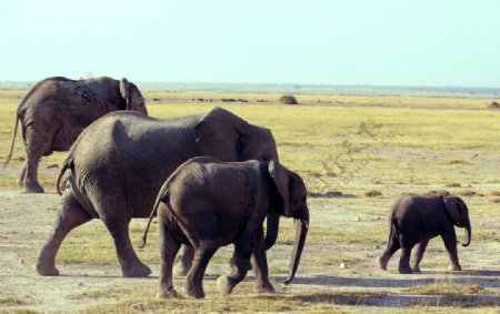 非洲草原大象素材图片