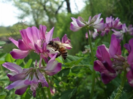 工蜂采蜜紫云英图片