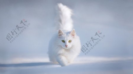 雪中奔跑的白猫图片
