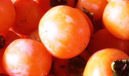 成熟的柿子图片