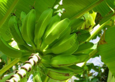 香蕉与香蕉树图片