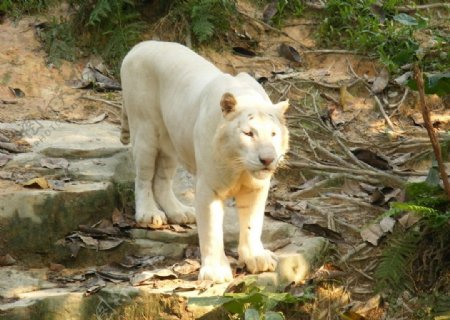 白狮子野生动物图片