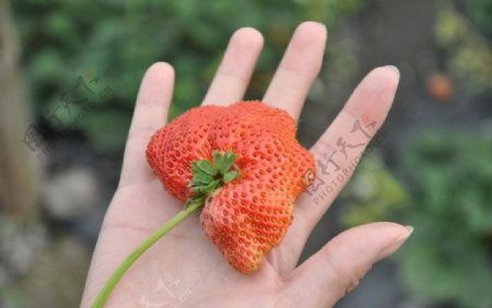 蝴蝶型草莓图片