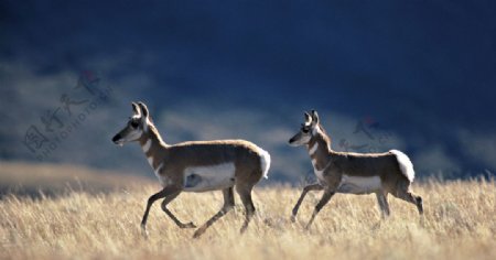 两只鹿图片