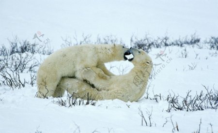 北极熊野生动物图片