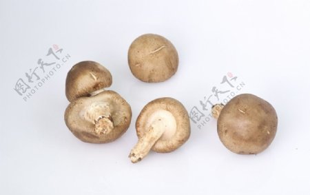 新鲜蘑菇图片