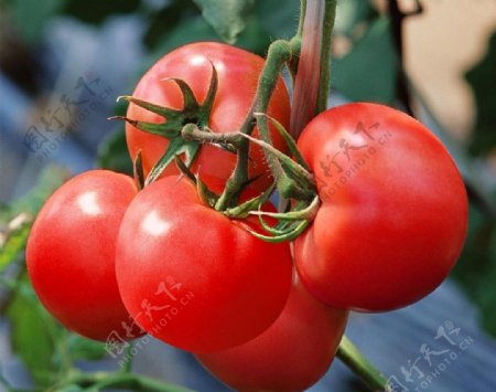 大红番茄生长图图片