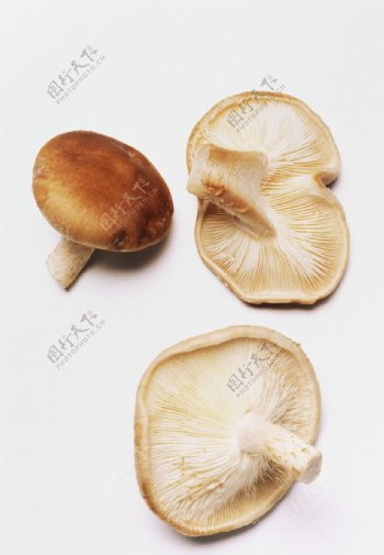 香菇素材图片