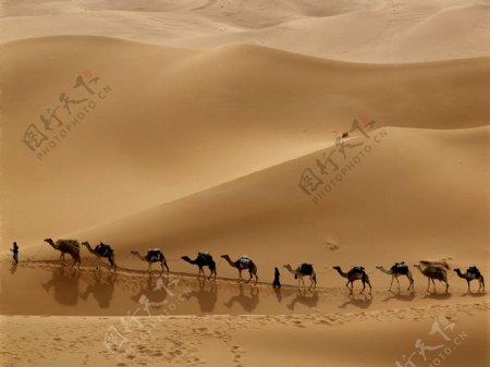 利比亚驼队图片
