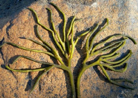 软毛松藻松藻海藻图片