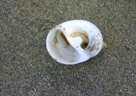 寄居蟹的蜗图片