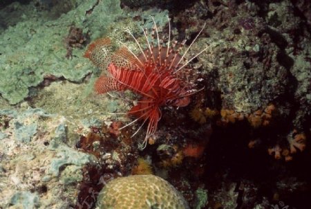 海底世界珊瑚红海鱼红色的刺鱼红色的海鱼海底珊瑚山图片