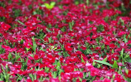 红色花圃喇叭花图片
