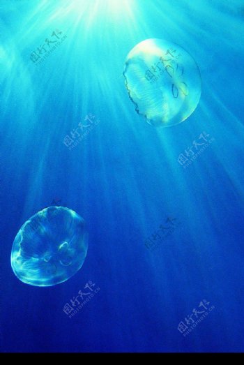海底世界海母图片