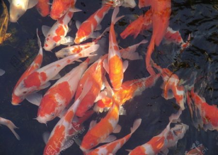 紫园锦鲤图片