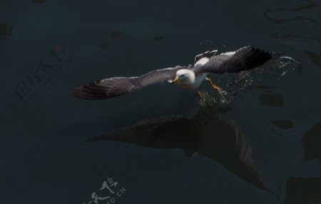 滑行海鸥图片