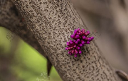 紫藤开花图片