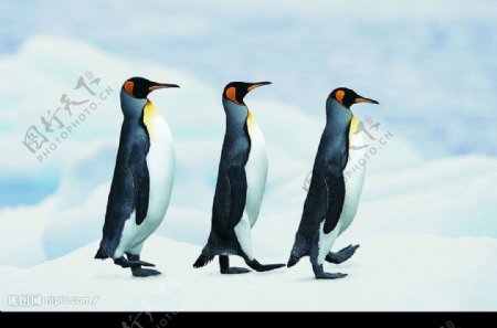 企鹅列队图片