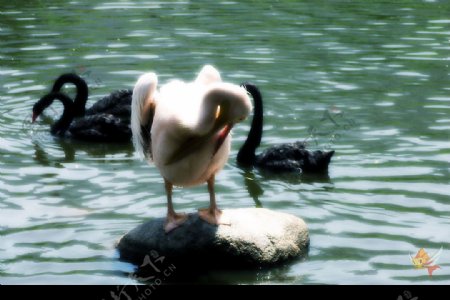 西安野生动物园天鹅图片