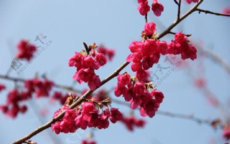 永福樱花图片