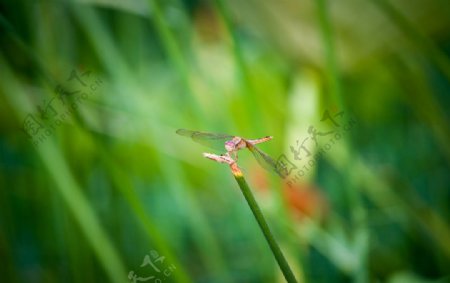 圆明园夏日蜻蜓高清图图片