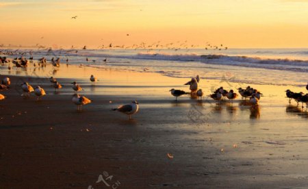 海滩海鸥图片