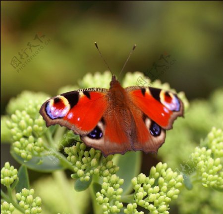 红色蝴蝶图片