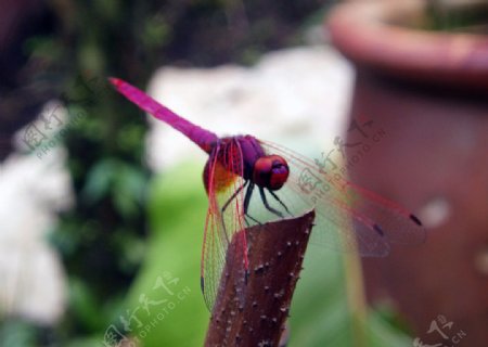 红色蜻蜓图片
