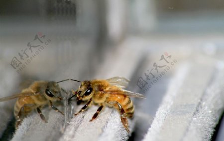 蜜蜂撞玻璃图片