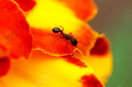 红花上的小蚂蚁图片