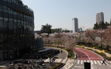 樱花大道图片