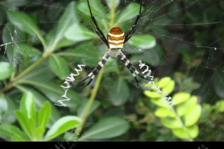 时尚蜘蛛玩Internet网图片