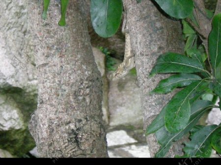 树上的蜥蜴图片