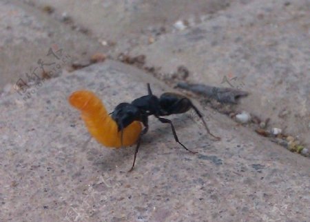 蚂蚁运食物蚁力神图片