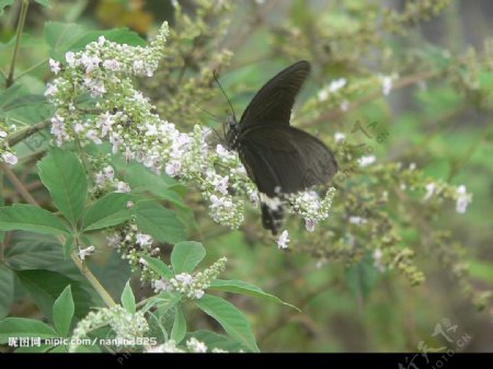 黑蝴蝶2图片