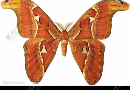 蝴蝶標本图片