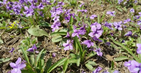 草地上紫色的野花图片