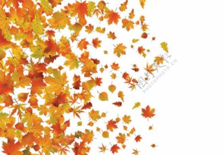 秋天枫叶树叶图片