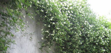 白色蔷薇花朵背景图图片