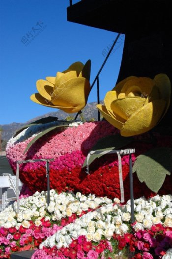 帕萨迪纳市玫瑰花车大图片