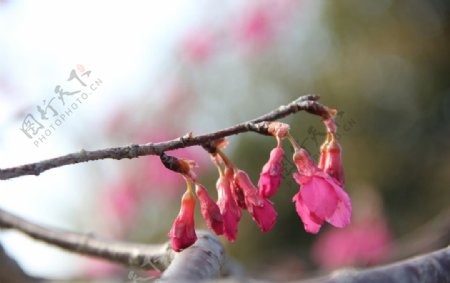 永福樱花图片