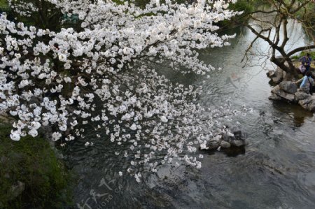 樱花溪水图片