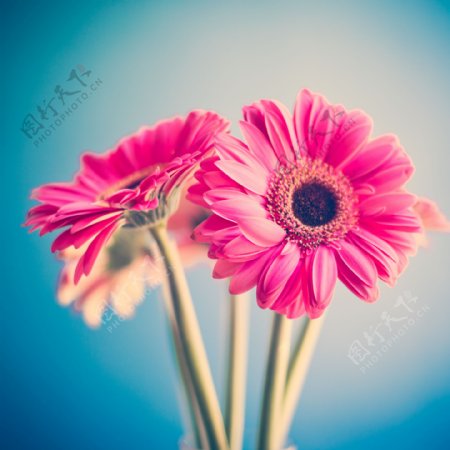 花花卉粉红色的花图片