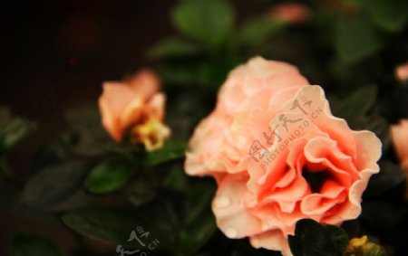 初夏新疆明珠花卉图片