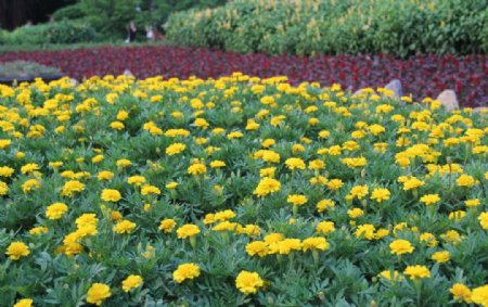 花圃黄色小花图片